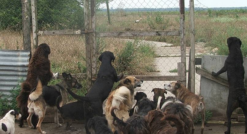 gólya jééévendég.jpg